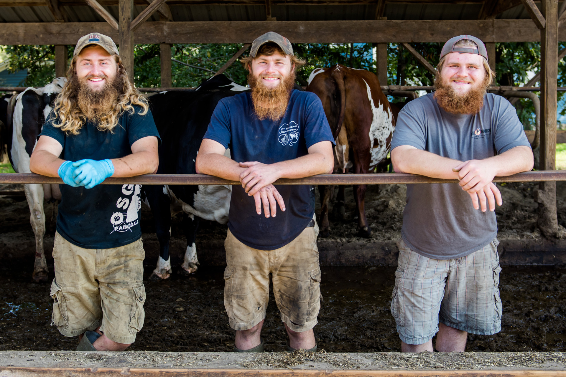 Three farming brothers in the cattle barn