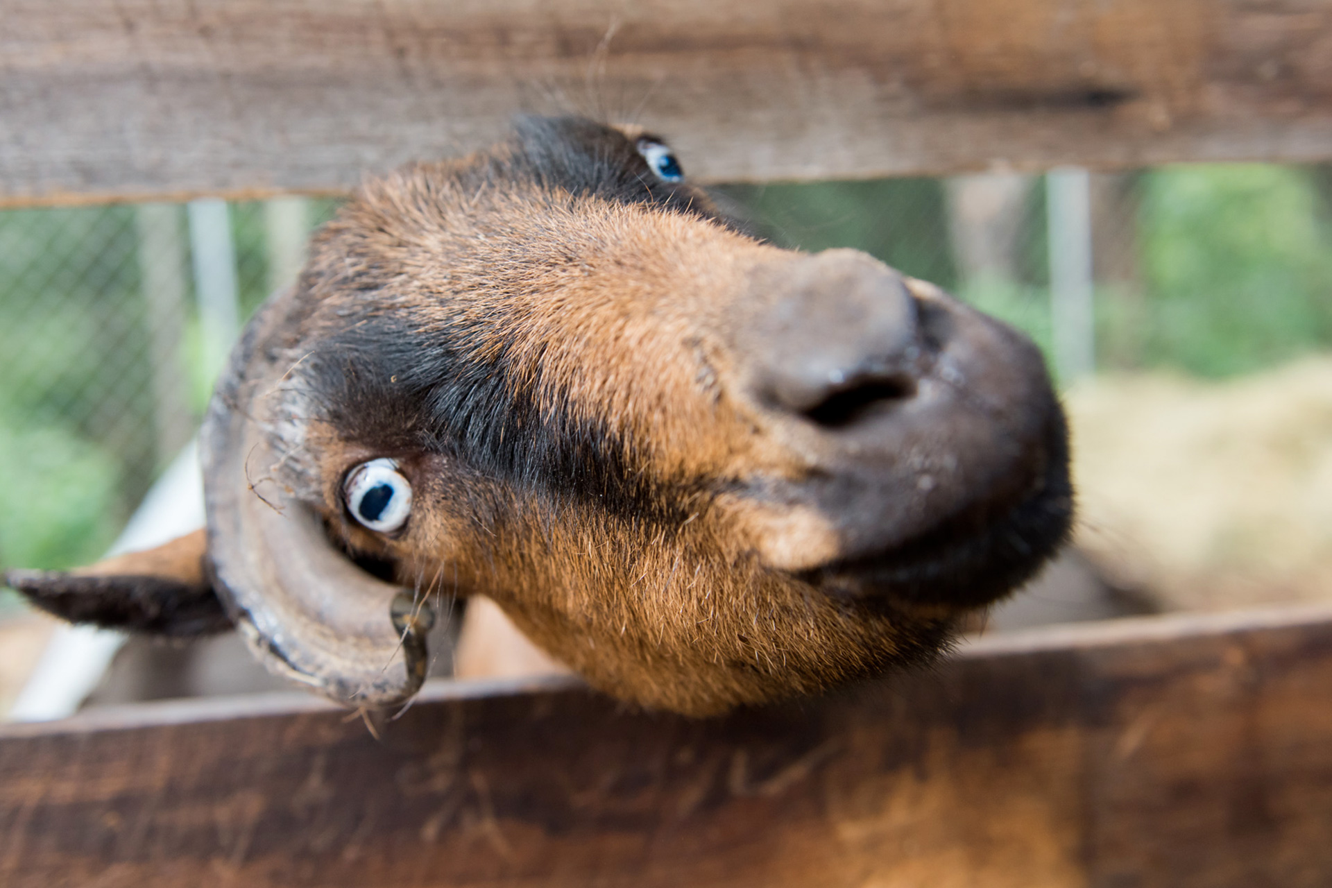 Goat sticks its head sideways through a fence